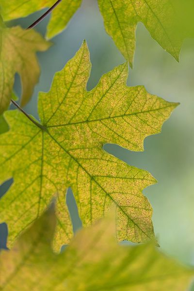 Jaynes Gallery 아티스트의 USA-Washington State-Seabeck Bigleaf maple leaves close-up in autumn작품입니다.
